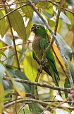 Olive-throated Parakeet